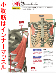 小胸筋