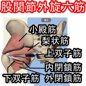 股関節外旋六筋