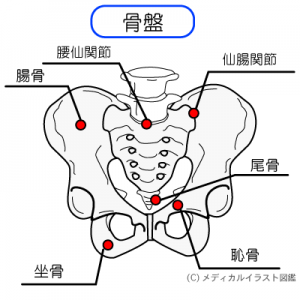 骨盤の解剖