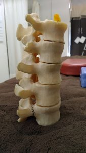 腰椎腰骨脊柱模型
