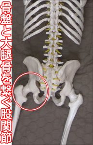 大腿骨と骨盤の関節は股関節